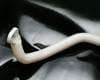 Subaru WRX Agency Power Two Way Adjustable Front Sway Bar - 22mm - AP-GH-225 thumbnail 4